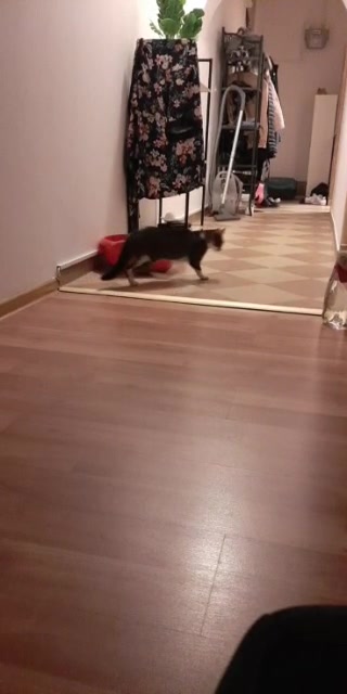 kot