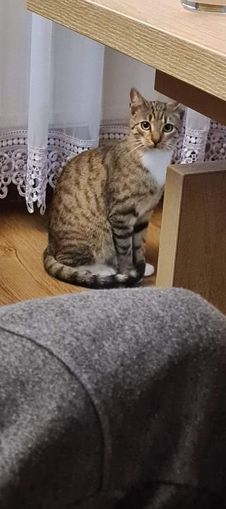 kot
